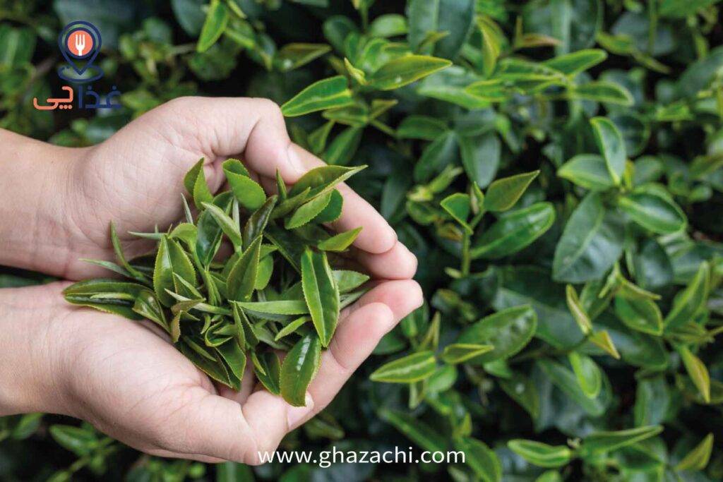 طریقه مصرف چای سبز برای لاغری