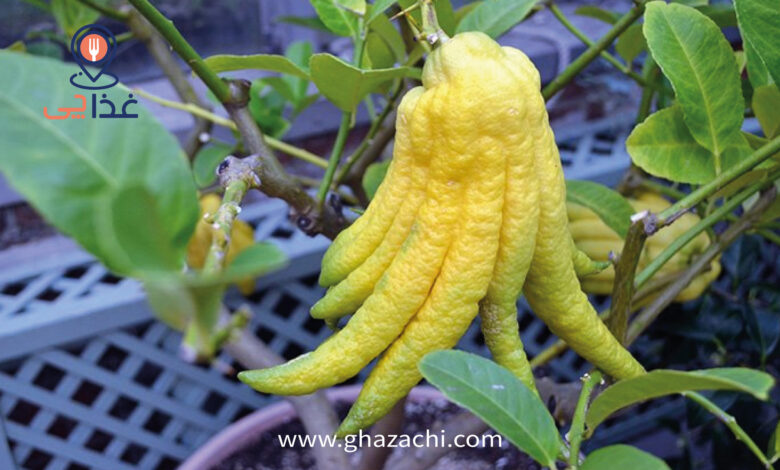 بالنگ چیست و چه ارزش غذایی دارد؟