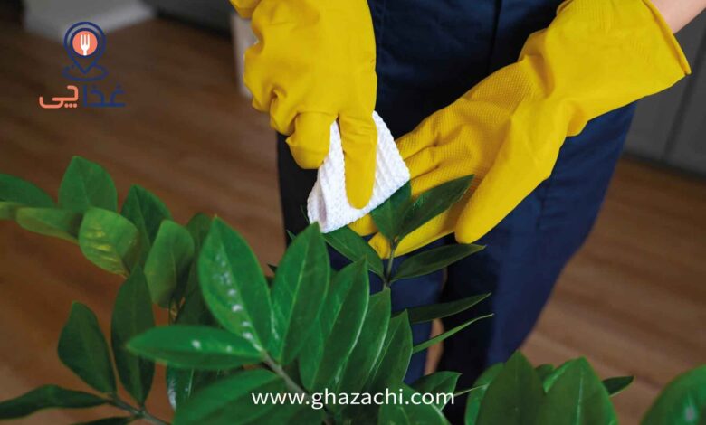 تمیز کردن برگ گیاهان خانگی برای عید نوروز 1403 (8 ترفند جذاب)